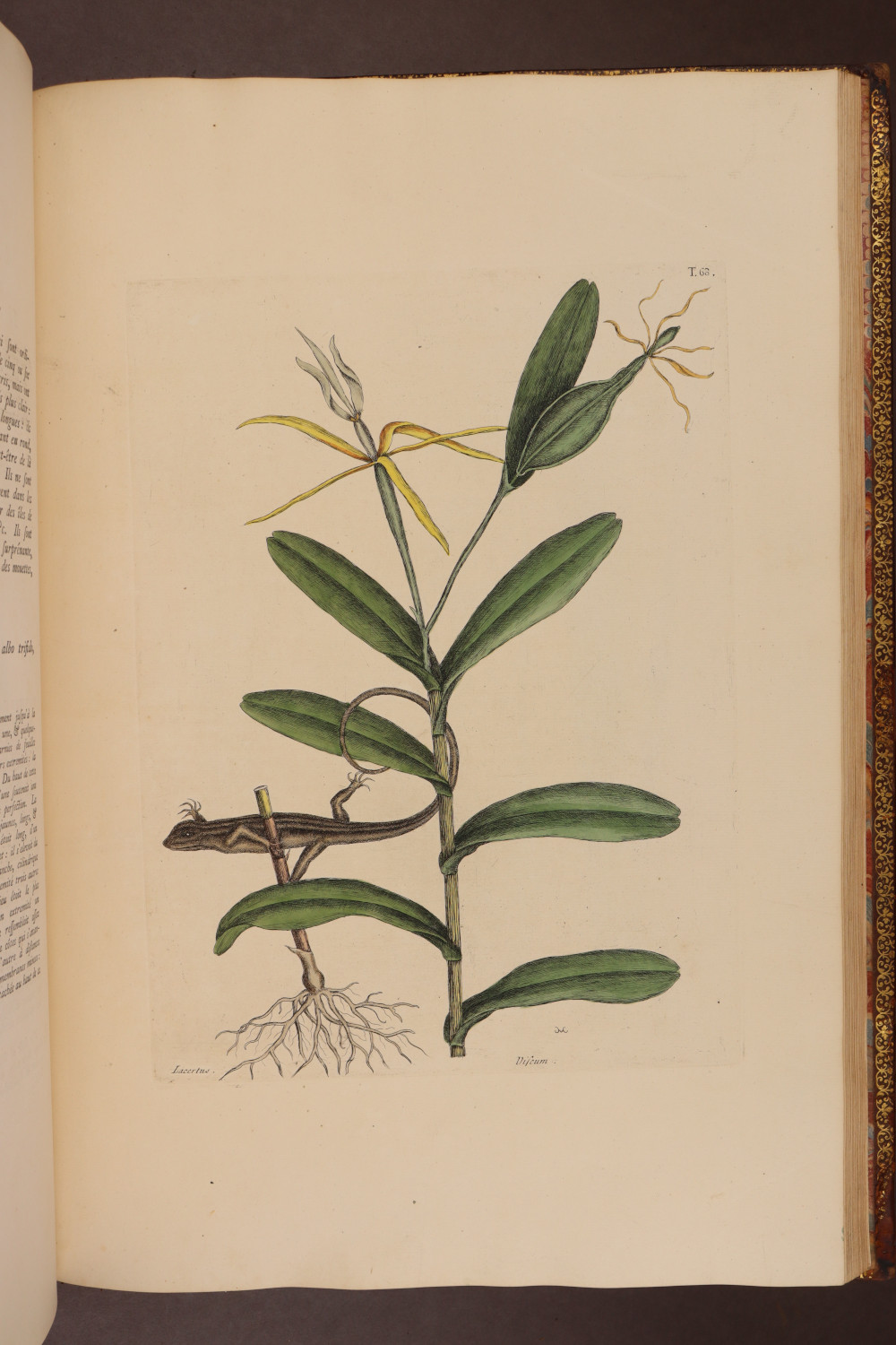Plate 68
